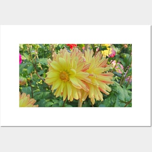 Yellow and Red Dahlias Posters and Art